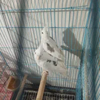 عروس هلندی دوکت مولد