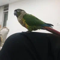 طوطی گرینچیک گمشده|حیوانات|ایذه, |دیوار