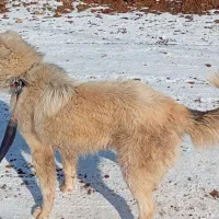 توله سرابی 9 ماهه|سگ|قزوین, |دیوار