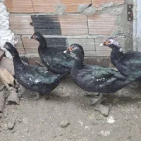 اردک‌ خارجی نر درشت مناسب کشتار|حیوانات مزرعه|بهشهر, |دیوار