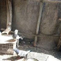 کبوتر مهاوضه قاسمی