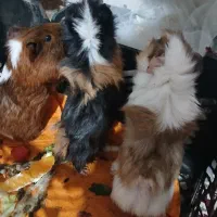 خوکچه هندی|موش و خرگوش|باسمنج, |دیوار