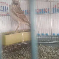 پرنده سره خاکی