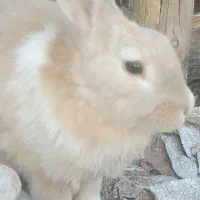 خر گوش|موش و خرگوش|رفسنجان, |دیوار