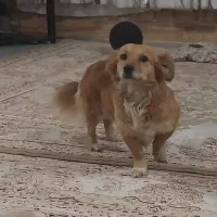 سگ ماده 2 ساله