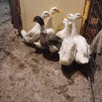 پرنده ادک|پرنده|بهبهان, |دیوار