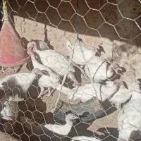 بوقلمون گوشتی پرورشی