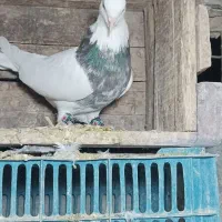 کبوتر|پرنده|کرمانشاه, |دیوار