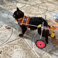 ویلچر حیوانات