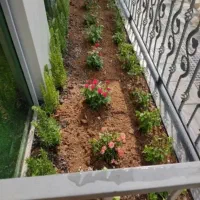 باغبانی سمپاشی درخت وگل هرس کاری در تمام نقاط مشهد|خدمات باغبانی و درختکاری|مشهد, رضاشهر|دیوار