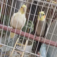 ی جفت عروس هلندی دستی بدون قفس