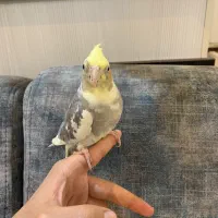 عروس هلندی نردوکت ابلغ بدون قفس معاوضه ندارم