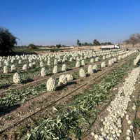 فروش بذر دستگیری مینروا از قوطی ارژانتین باکیفیت|خدمات باغبانی و درختکاری|جیرفت, |دیوار