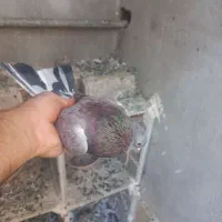 کفتر|پرنده|صفادشت, |دیوار