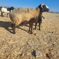 گوسفند قوچ و بره نر