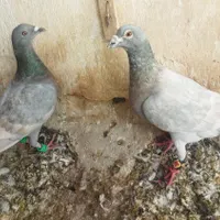 نروماده طاوسی خطی