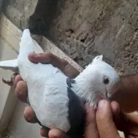 طوق سیاه به فروش می‌رسد