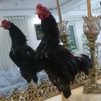 تخم مرغ کوشامو
