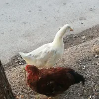 حیوانات مزرعه.|حیوانات مزرعه|خرمشهر, |دیوار