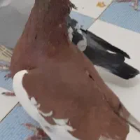 یهودی سرخ وهفت رنگ