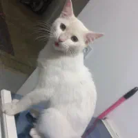 گربه خانگی|گربه|مشهد, فدک|دیوار