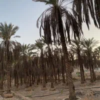 قطع و برش رایگان نخل|خدمات باغبانی و درختکاری|برازجان, |دیوار