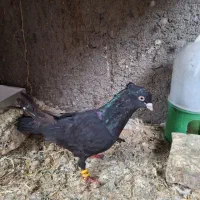 کبوتر نر زاغ آبادانی