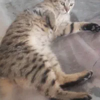 گربه