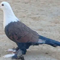 کبوتر کربلایی نقاشی خدا