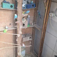 مرغ عشق با قفس|پرنده|فردیس, شهرک ارم|دیوار