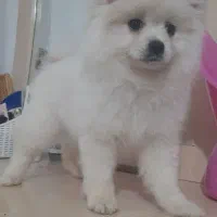 سگ پامر(ماده)|سگ|مشهد, آبکوه|دیوار