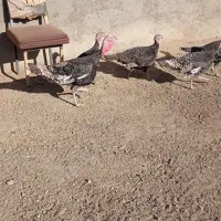 بوقلمون و مرغ|حیوانات مزرعه|گلپایگان, |دیوار