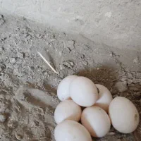 تخم کبوتر تازه|پرنده|اصفهان, جی شیر|دیوار