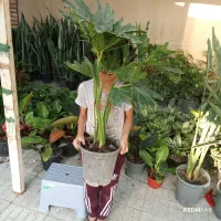 انواع و اقسام گل خونگی چ آپارتمانی ،،