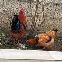 چوبر|حراج|احمدسرگوراب, |دیوار