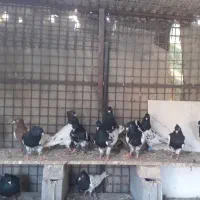 چندجوجه جوانه سه چهار پره همه نرجفت ۳۰۰هزار|پرنده|مشهد, توس (بلوار توس)|دیوار