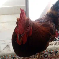 خروس چاق وچله وجوان به قیمت مناسب