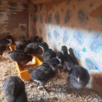 جوجه بلک استار یک ماهه