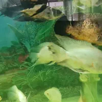 اسکار باله بلند|ماهی|لنجان, |دیوار