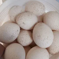 تخم بوقلمون نطفه دار