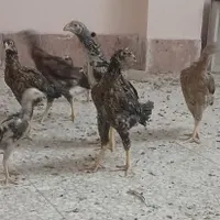 جوجه لاری برزیلی ترک افغان|حیوانات مزرعه|قم, امامزاده ابراهیم|دیوار
