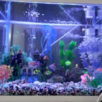 اکواریوم باماهی و تزئینات|ماهی|رشت, جماران|دیوار