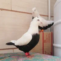 کفتر دمبی نر و ماده جفت دم سیاه