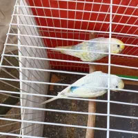 دو عدد مرغ عشق