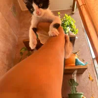 گربه تاکسیدو dsh