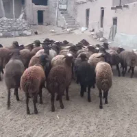 ۴۵راس بره نر مهربانی پایه پروار