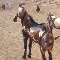یک عدد بز کره سرائیلی اصل|حیوانات مزرعه|سروستان, |دیوار