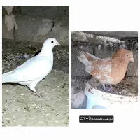 کفترفروشی|پرنده|فردوس (خراسان), |دیوار