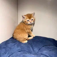 پسر بریتیش مو کوتاه گلد جینجر (پاستیل صورتی)|گربه|اصفهان, رزمندگان|دیوار