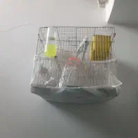 مرغ عشق باقفس|پرنده|مشهد, فاطمیه|دیوار